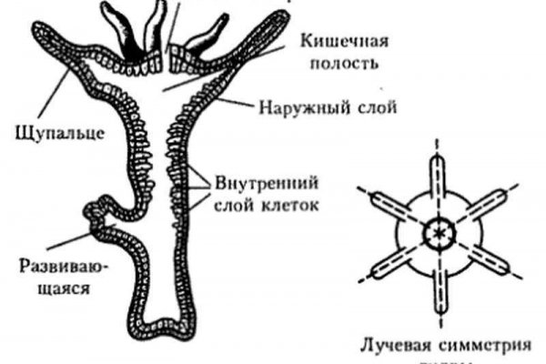 Kraken 12at сайт