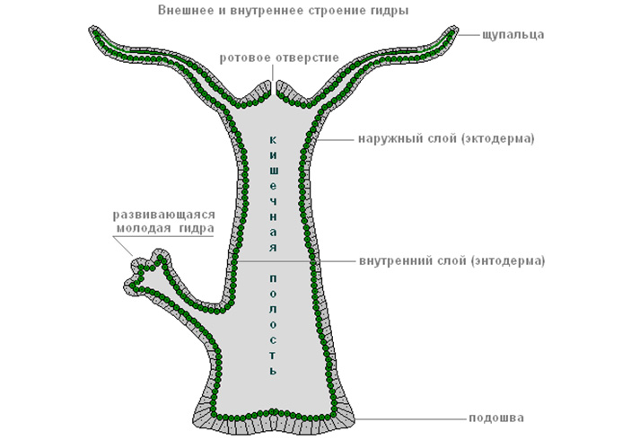 Кракен зеркало ссылка онлайн